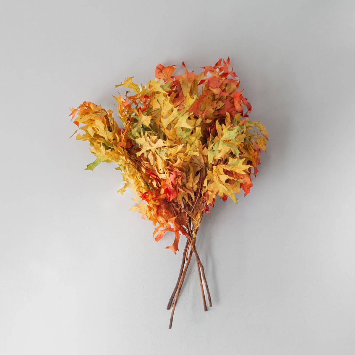 preserved oak branches group autumn foliage