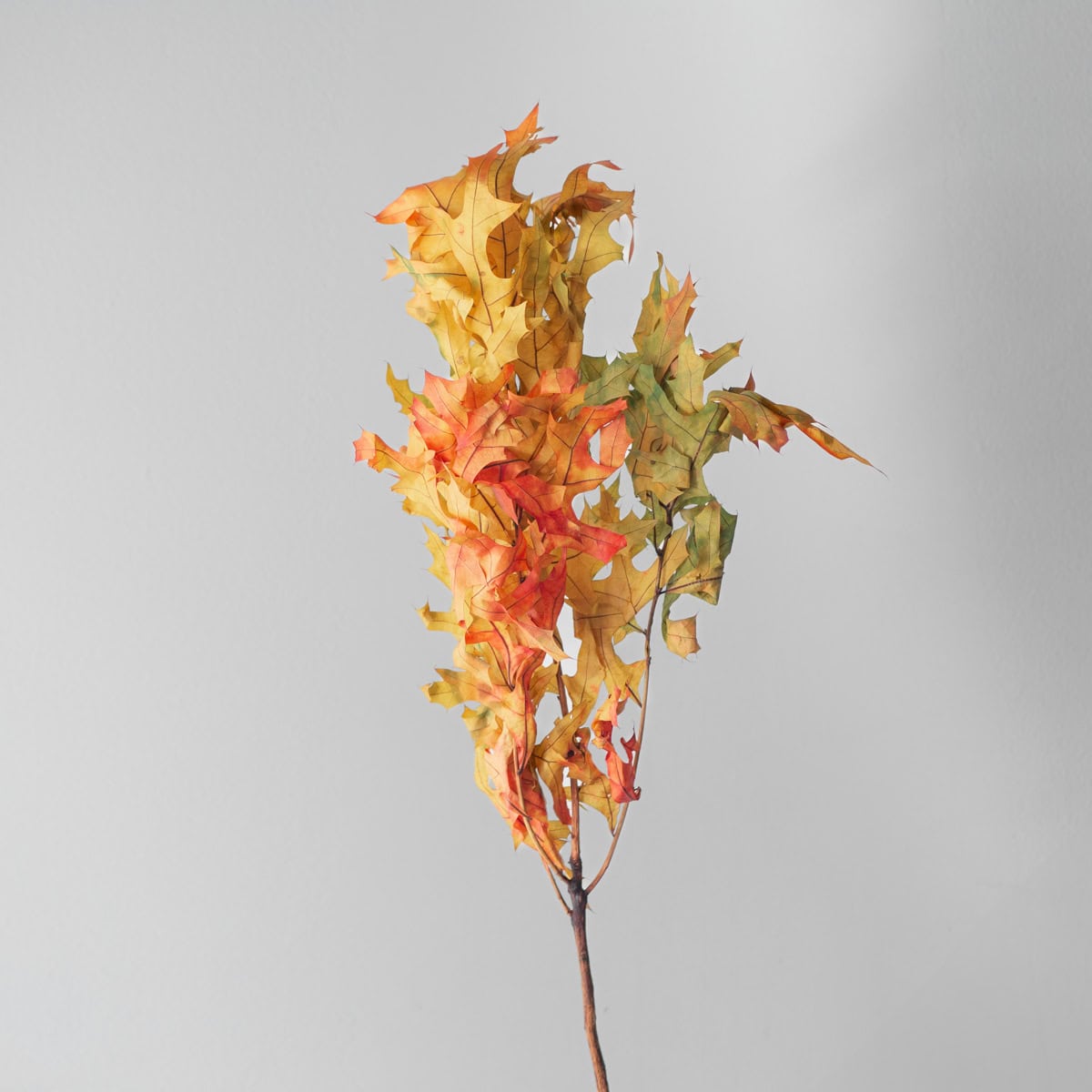 Preserved Oak Branches