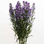 Purple Mini Asters
