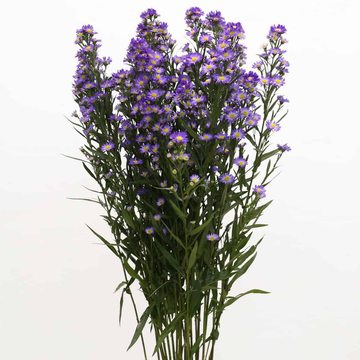 Purple mini asters bulk bunch – filler flowers for weddings and events