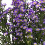Purple Mini Asters