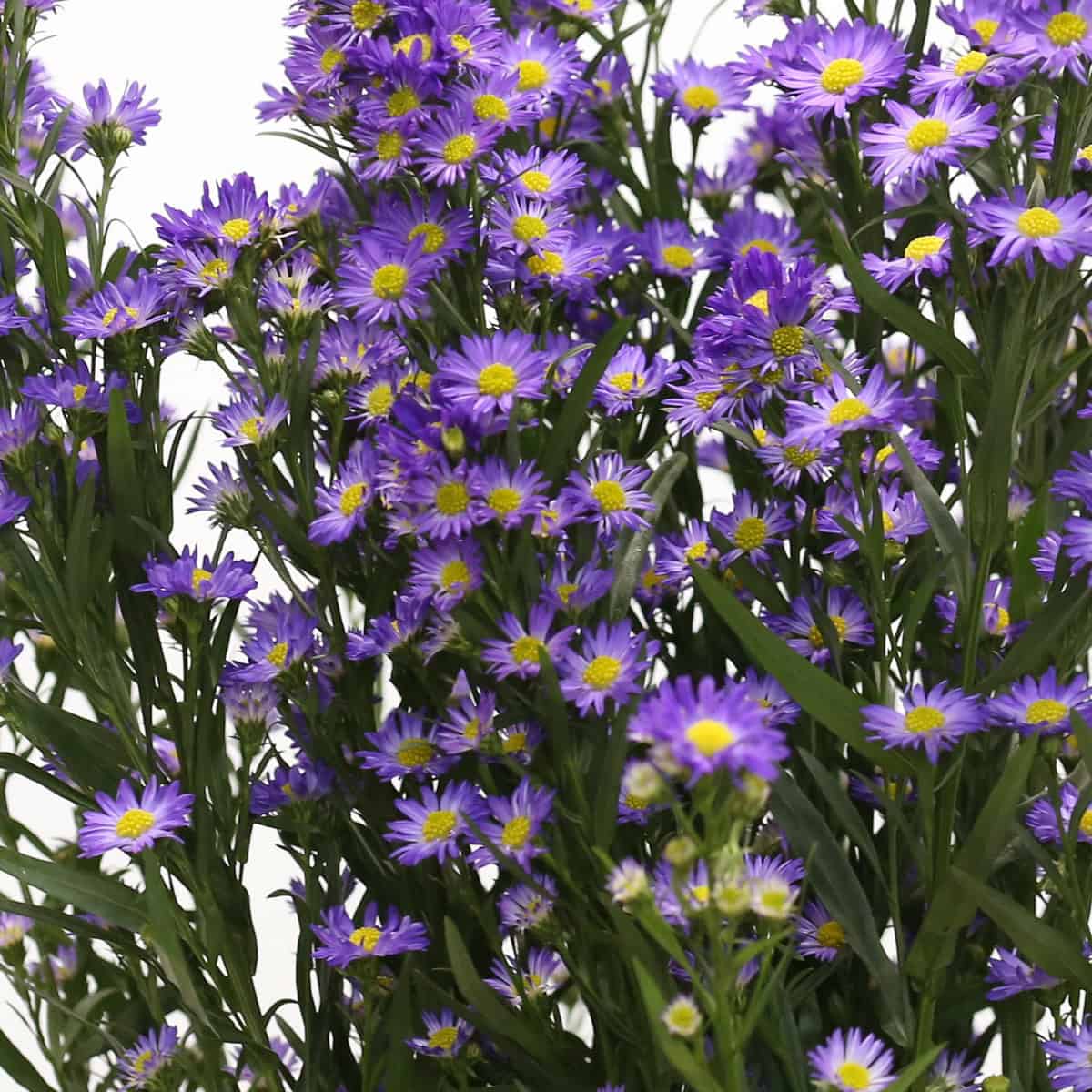 Purple Mini Asters