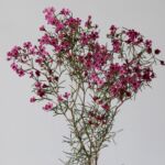 Purple Waxflower