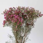 Purple Waxflower