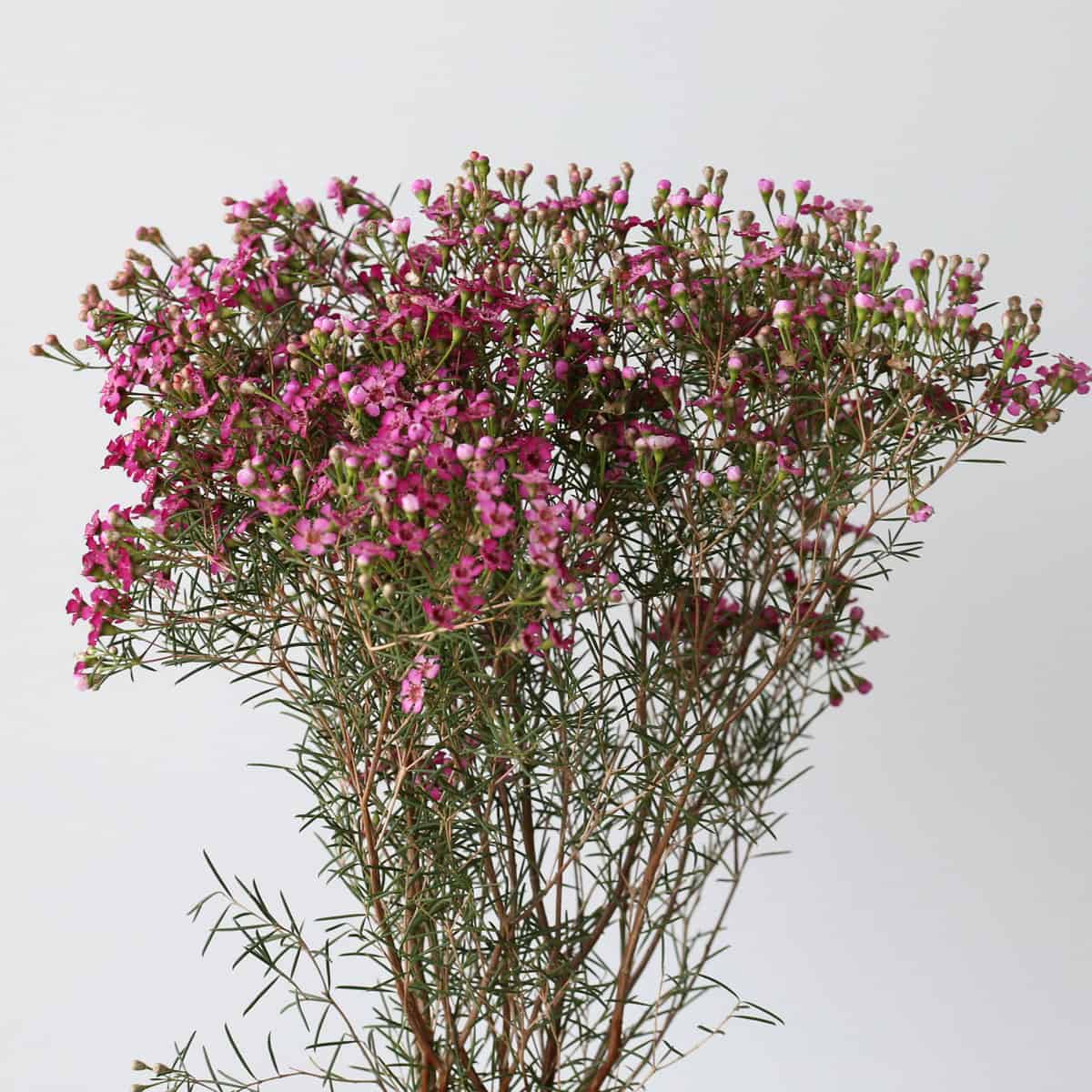 Purple waxflower bulk bunch flowers for weddings and DIY bouquets