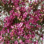 Purple Waxflower