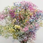 Tinted Rainbow Gypsophila