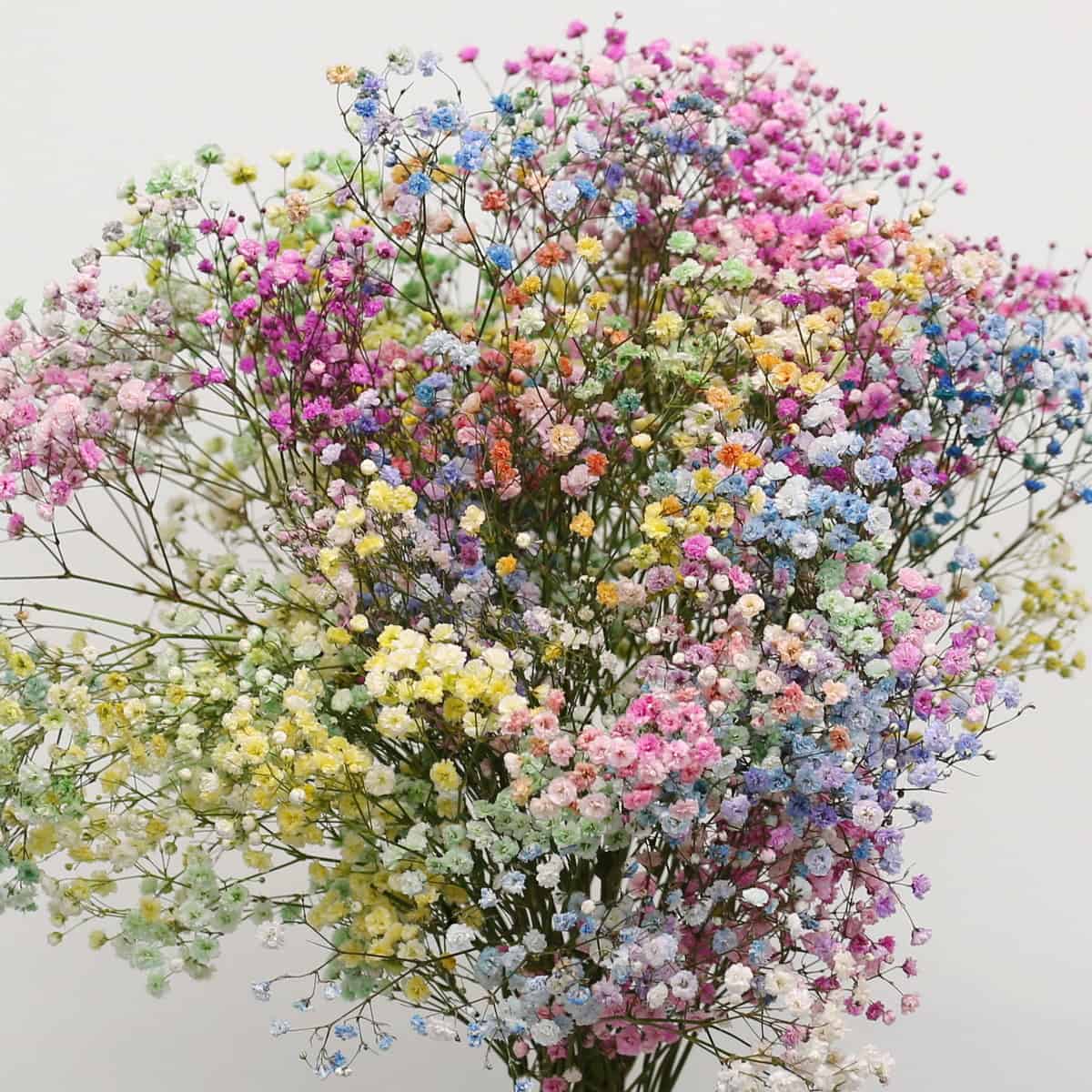 Tinted Rainbow Gypsophila