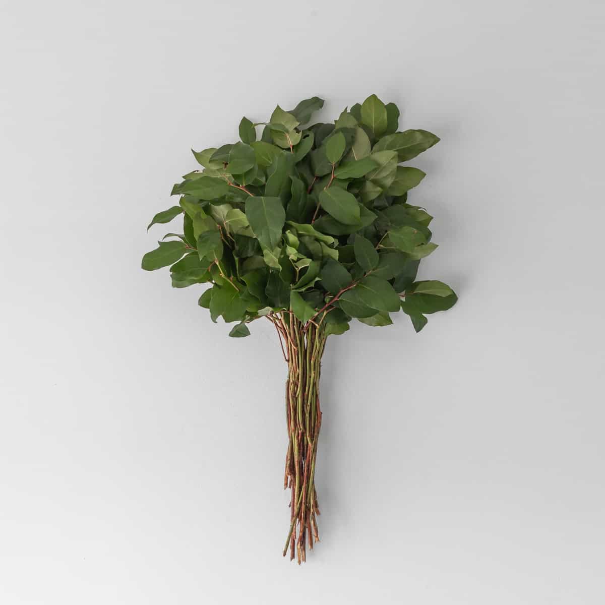 Salal Greenery