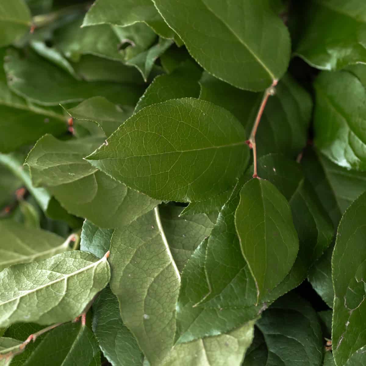 Salal Greenery