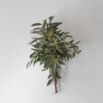 Eucalyptus Seeded