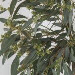 Eucalyptus Seeded