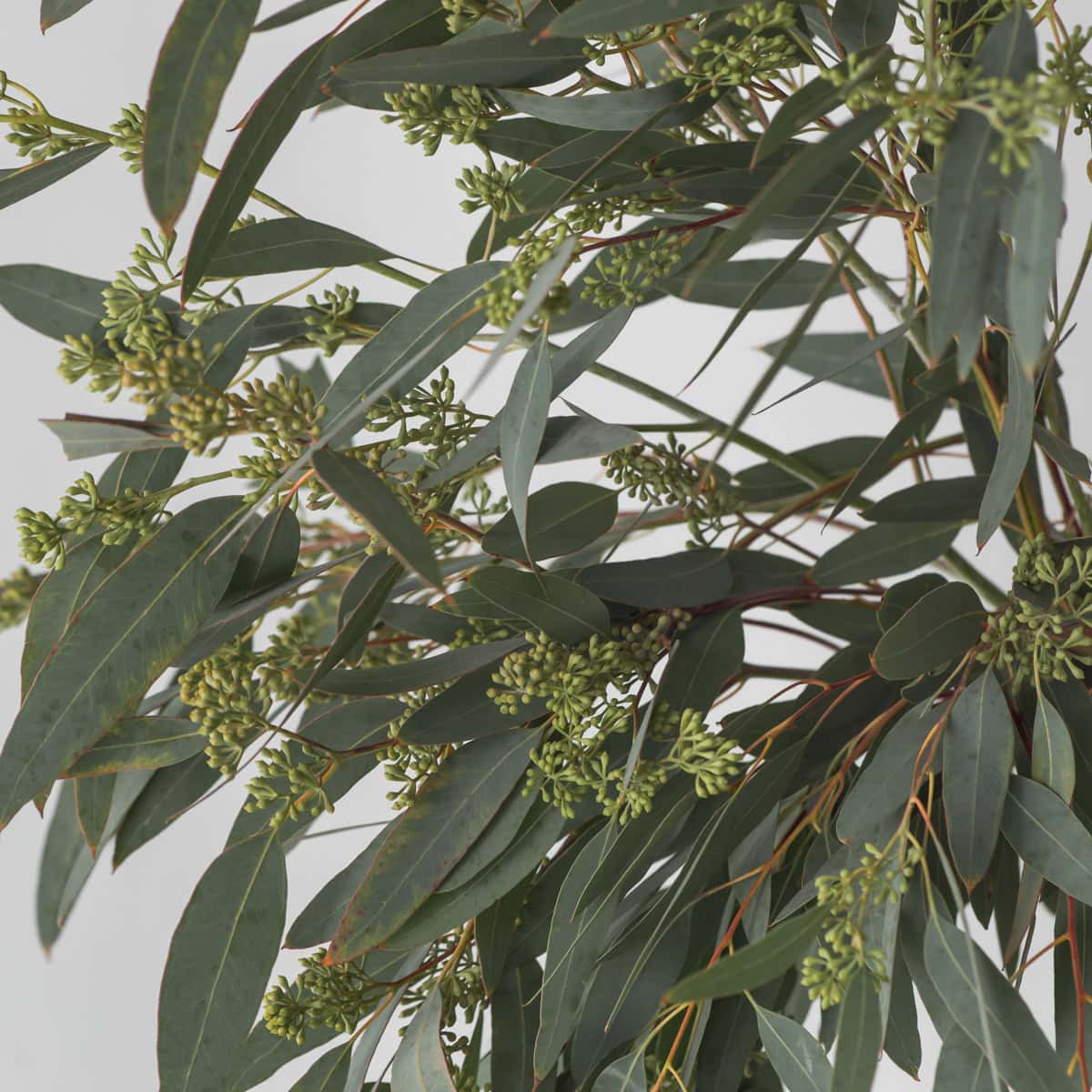 Eucalyptus Seeded