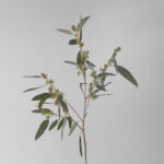 Eucalyptus Seeded