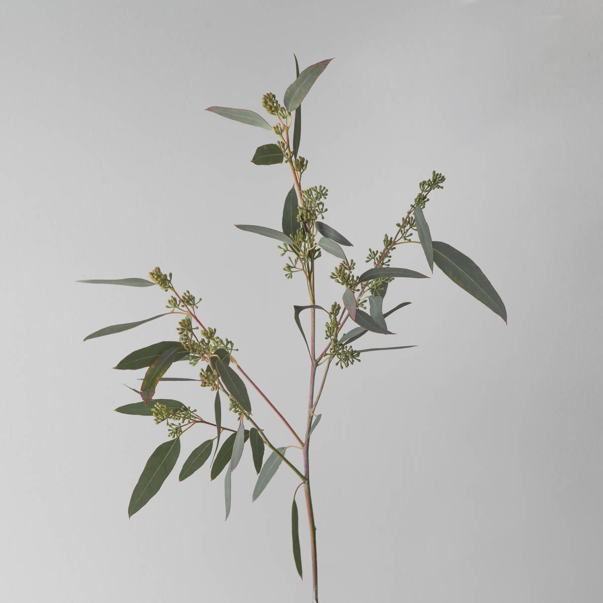 Eucalyptus Seeded