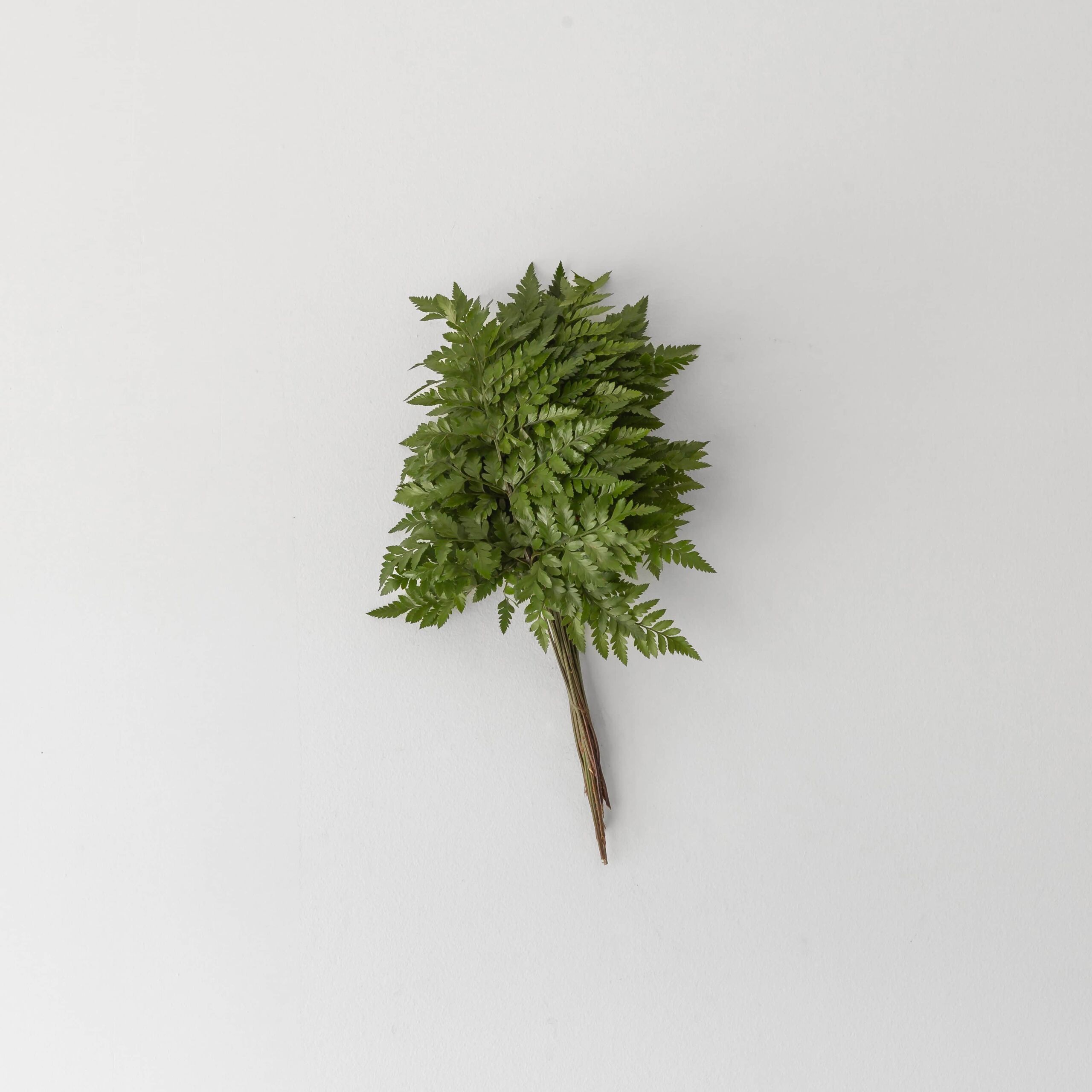 Short leather fern bunch with approximately 20 stems on white background