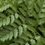 Leather Fern Large
