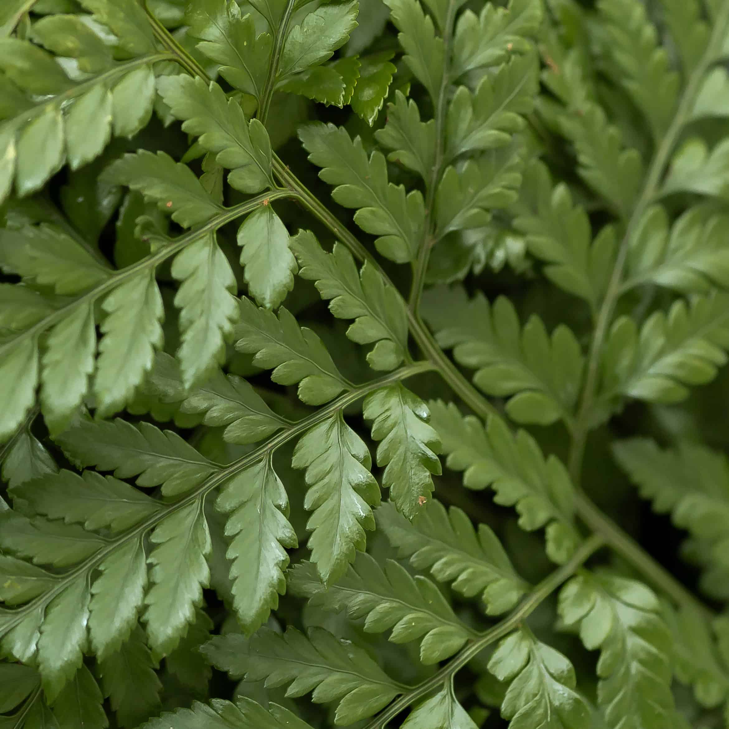 Short leather fern close-up showing detailed green foliage and texture