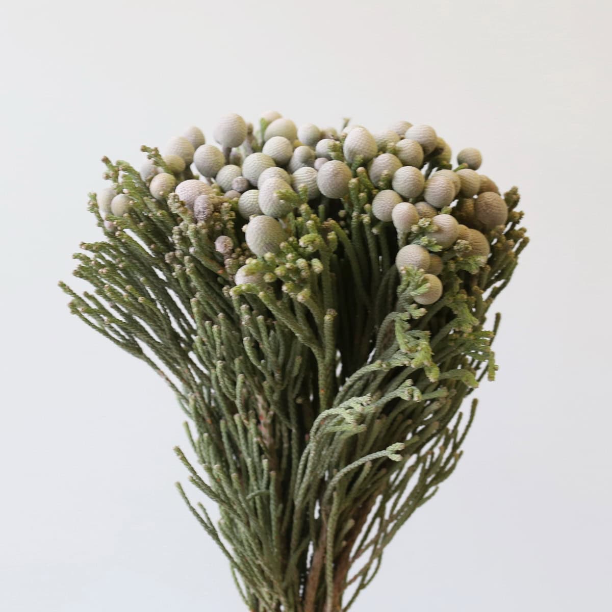 bulk silver brunia bunch grey textured blooms