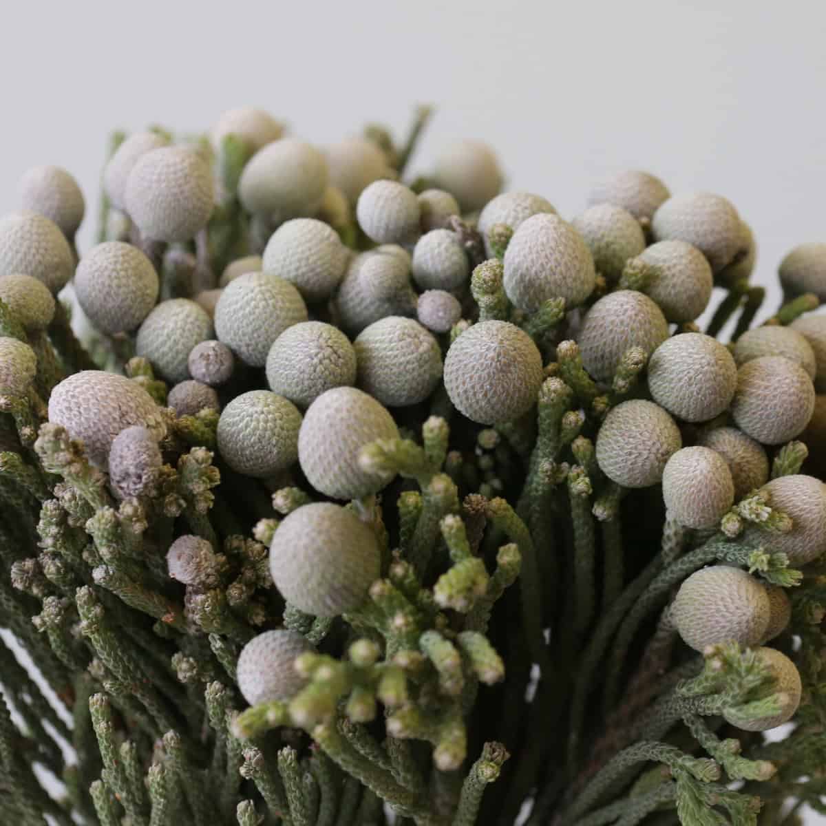 silver brunia macro texture floral filler