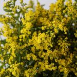 Solidago Yellow (Golden Glory)