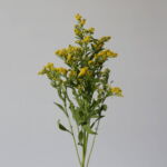 Solidago Yellow (Golden Glory)