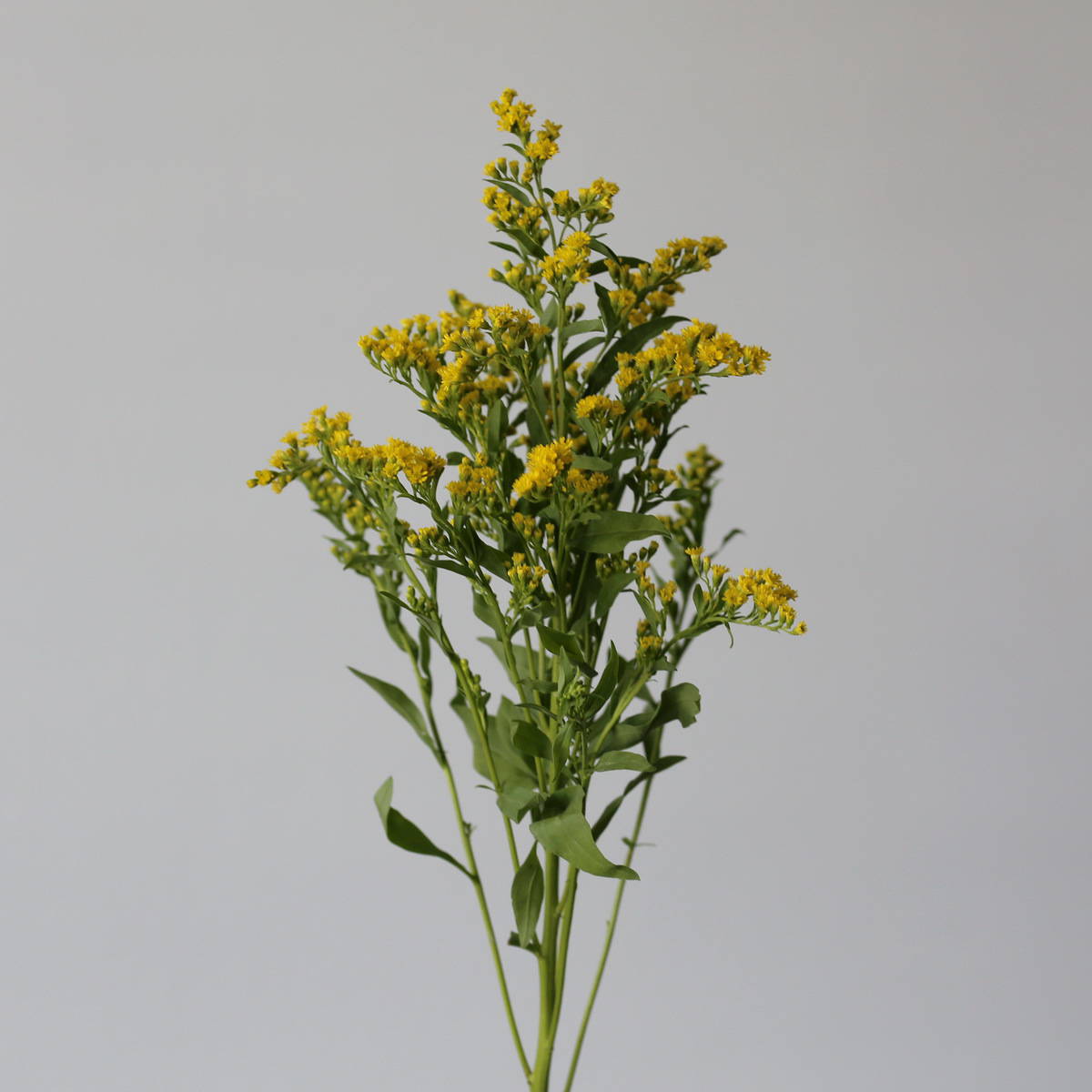 Solidago Yellow (Golden Glory)