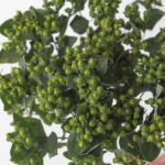 Spray Hypericum Green