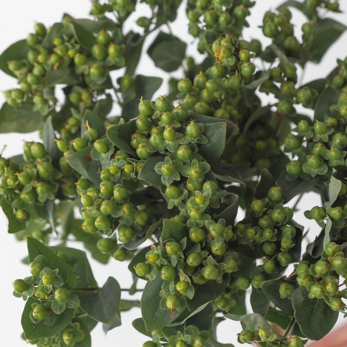 Close up of green hypericum berries with foliage