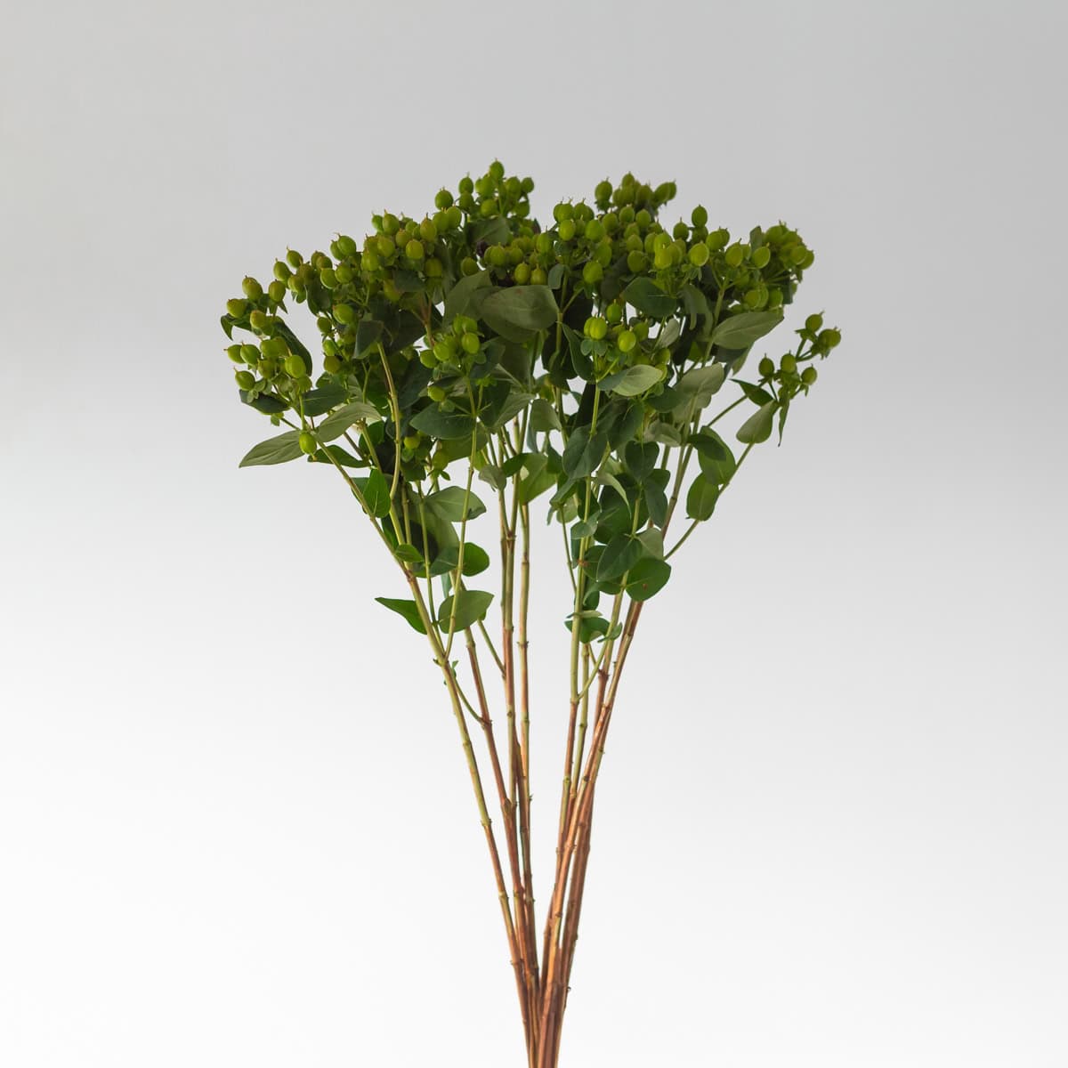 Bunch of green spray hypericum with multiple berry stems