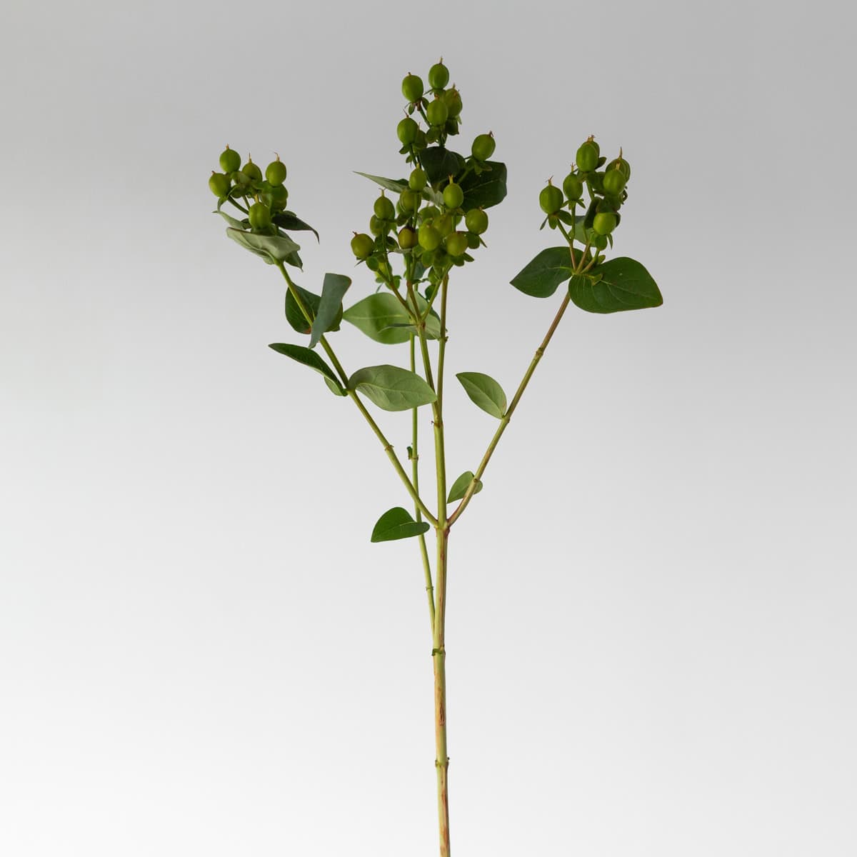 Spray Hypericum Green