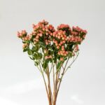 Spray Hypericum Pink