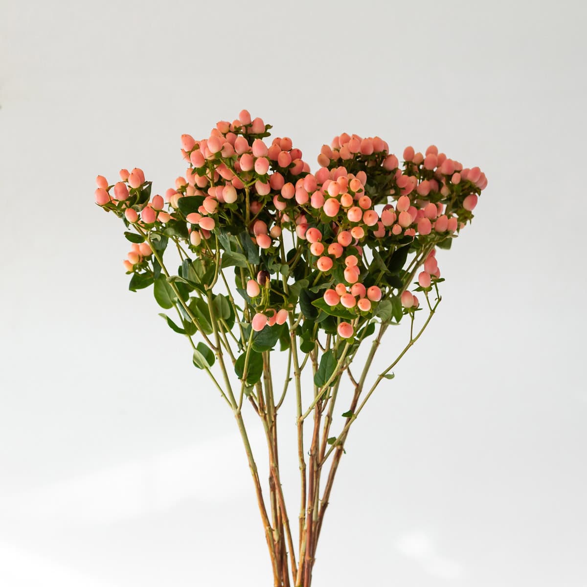bulk pink spray hypericum bunch with berries