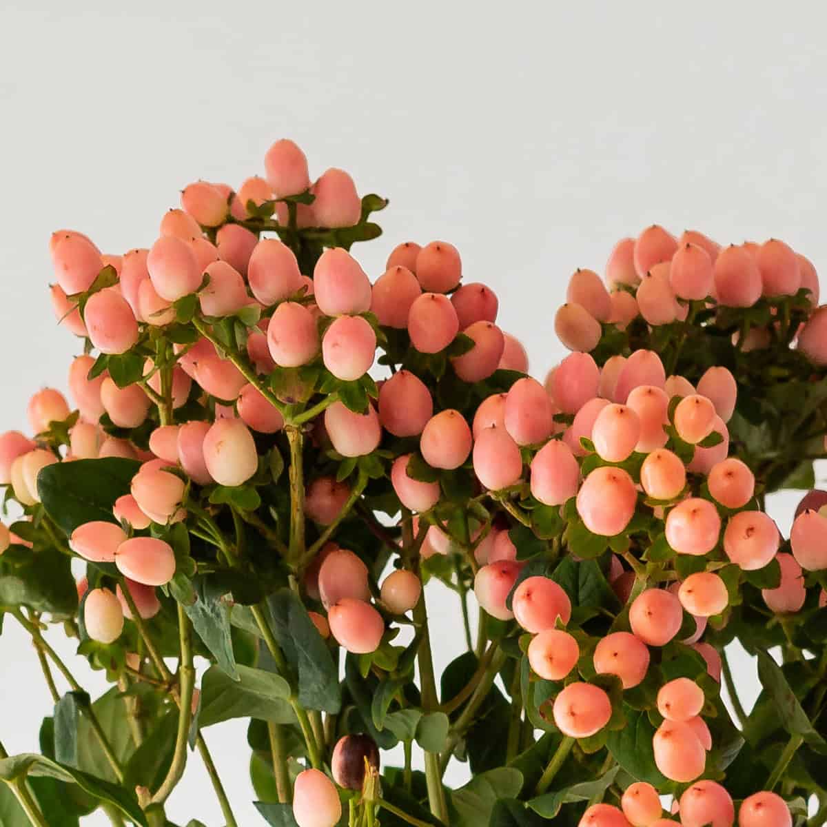 close up pink hypericum berries