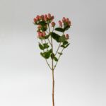 Spray Hypericum Pink