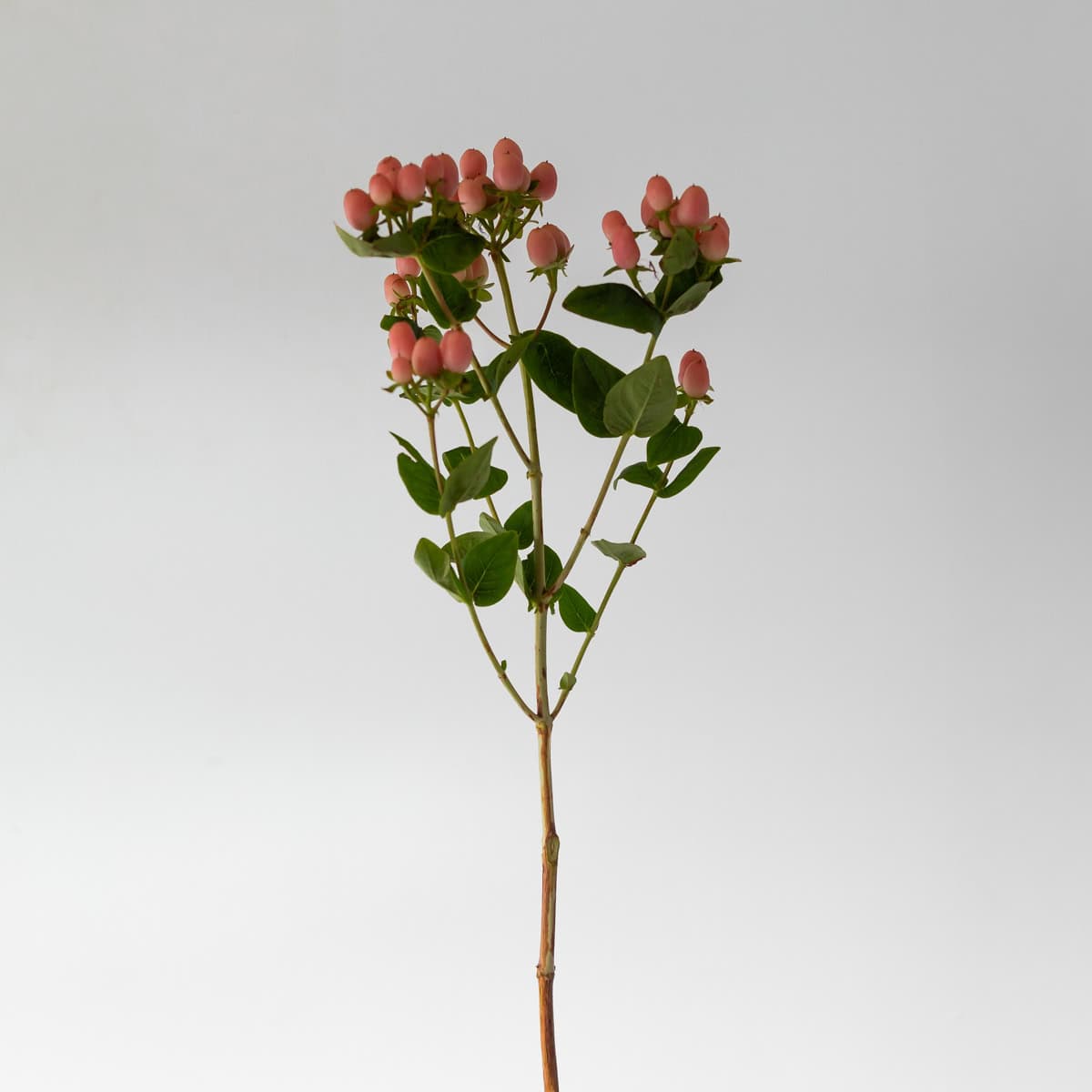 Spray Hypericum Pink