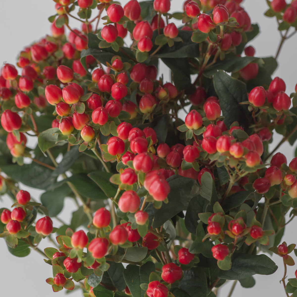 close up red hypericum berries cluster