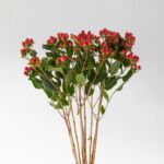 Spray Hypericum Red