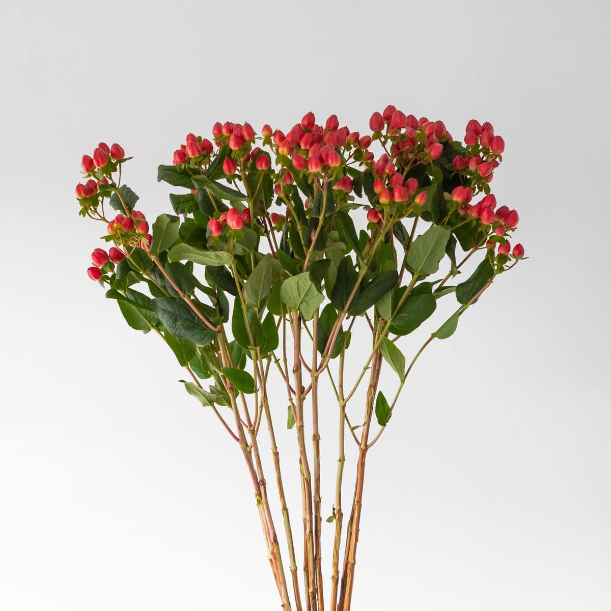 bulk red spray hypericum bunch with berries