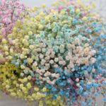 Tinted Rainbow Gypsophila