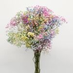 Tinted Rainbow Gypsophila