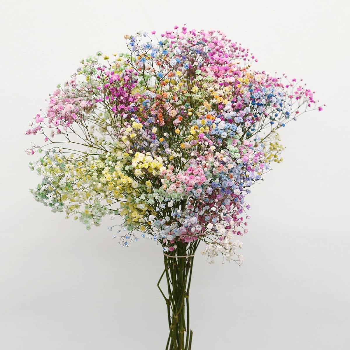 Tinted rainbow gypsophila bunch with pastel baby’s breath flowers in bulk