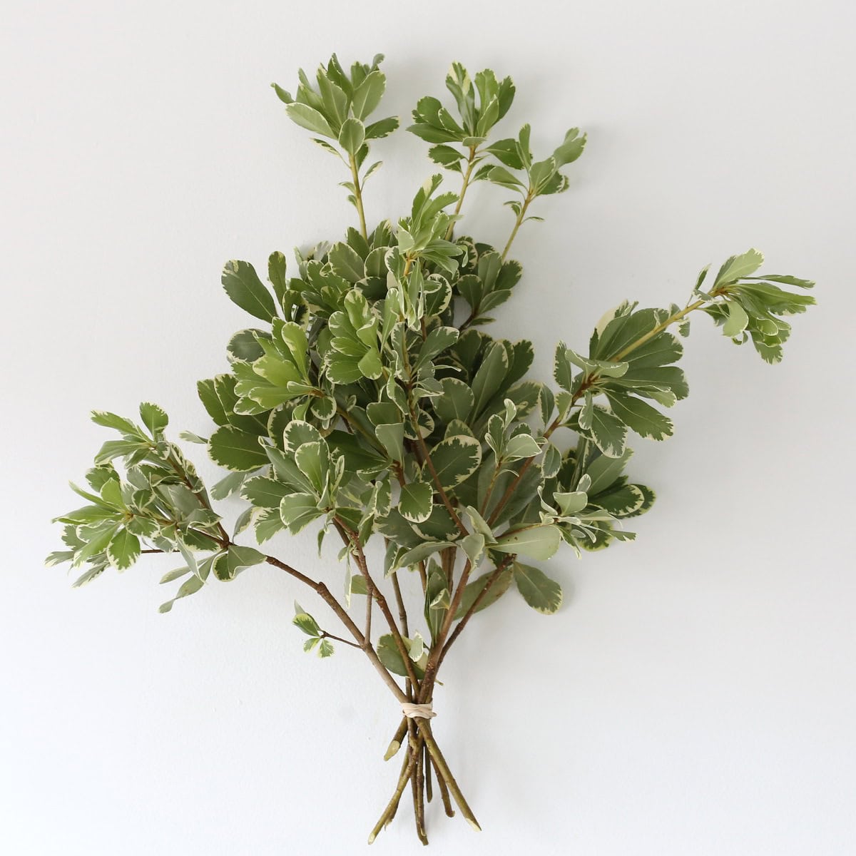 variegated pittosporum bunch green cream leaves
