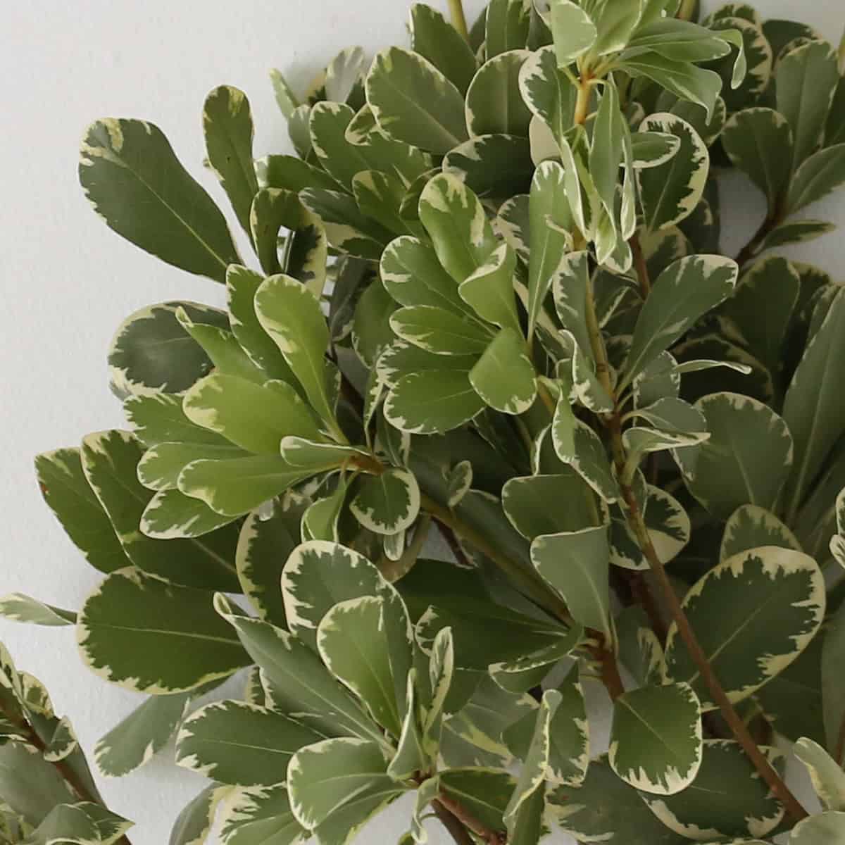 pittosporum variegated leaves green white detail