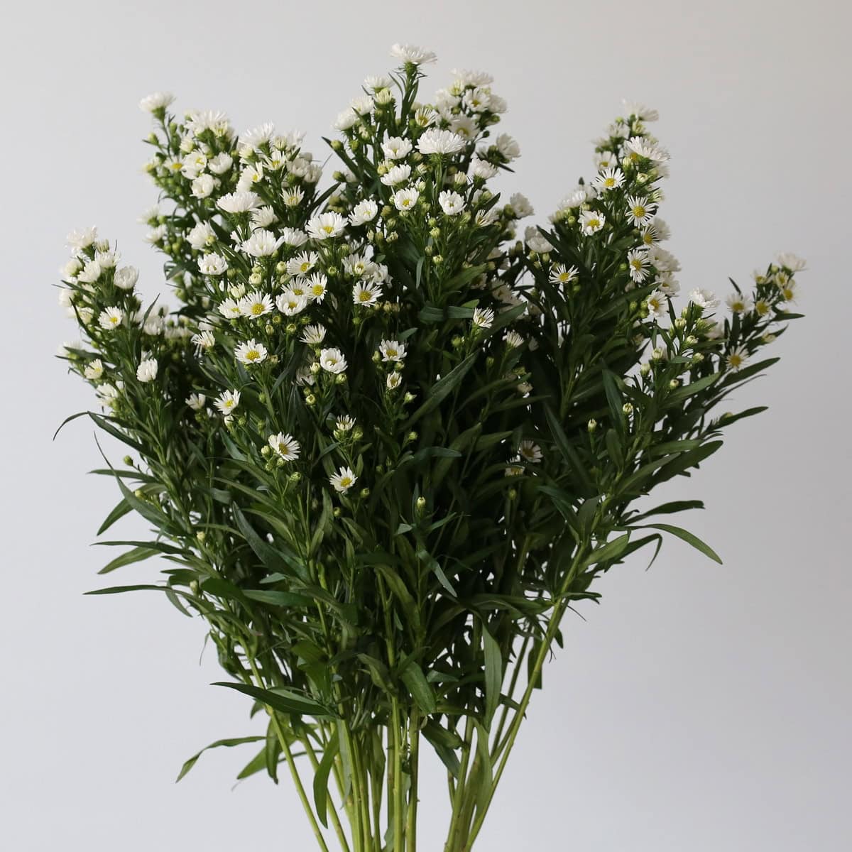 White mini asters bunch with airy stems and small daisy-like blooms