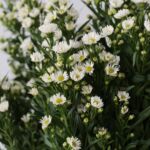 White Mini Asters