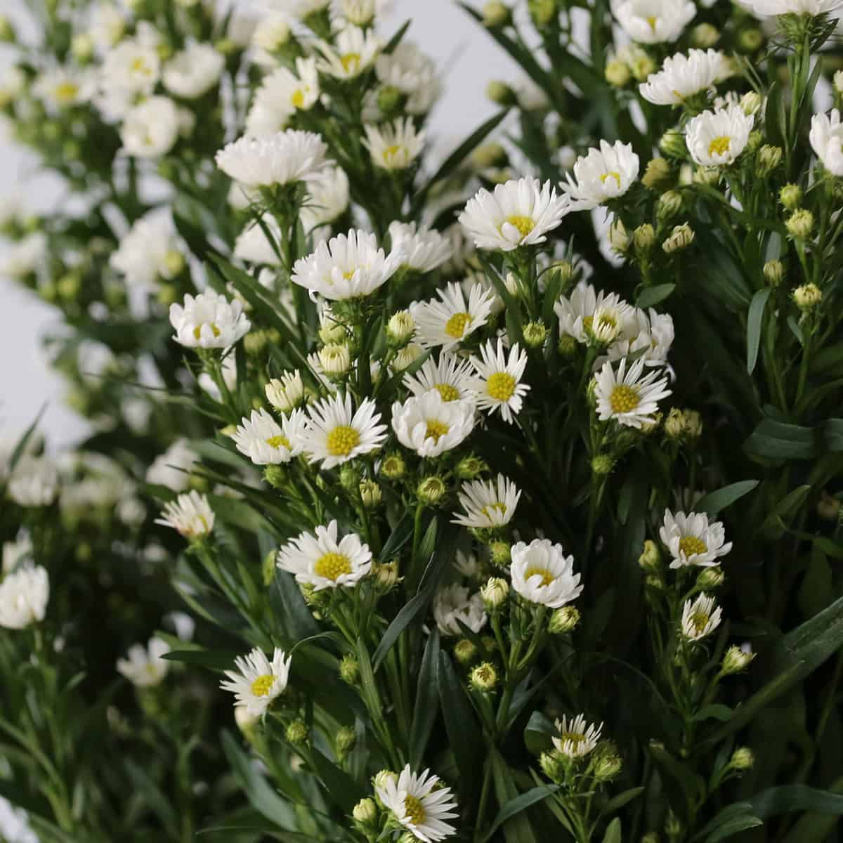 White Mini Asters