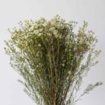 White Waxflower