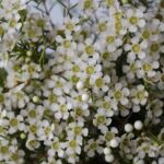 White Waxflower