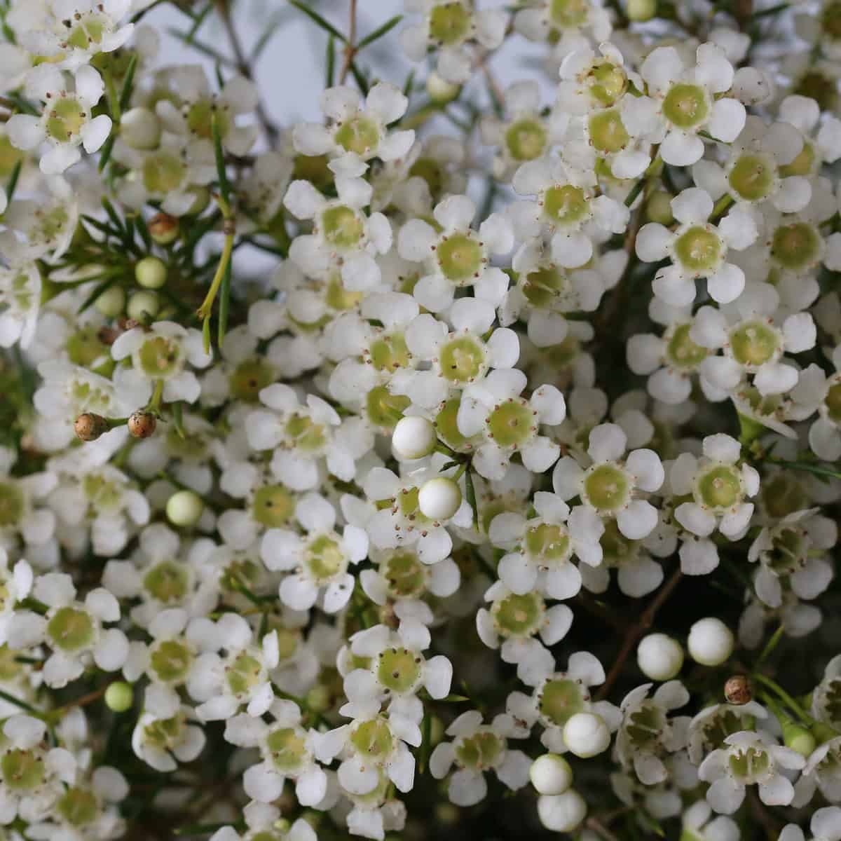 White Waxflower